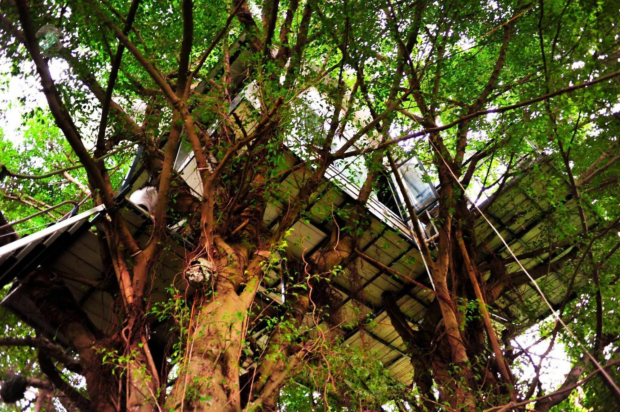 Dao Anh Khanh Tree House Ανόι Εξωτερικό φωτογραφία
